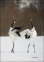 Japanese-Crane;Red-crowned-Crane;Crane;Grus-japonensis;Japan;Dancing-bird;one-an